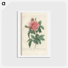 アートポストカード-Rose illustration - ピエール ジョゼフ ルドゥーテ Postcard.