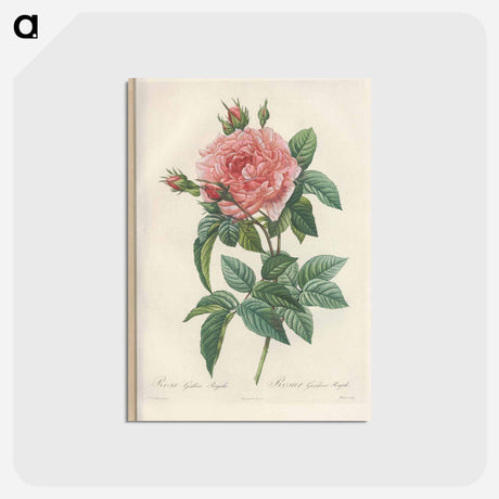アートポストカード-Rose illustration - ピエール ジョゼフ ルドゥーテ Postcard.