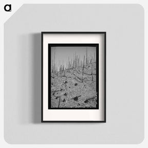アートポスター-Burned Over Forest Land
 - ラッセル リー Poster.