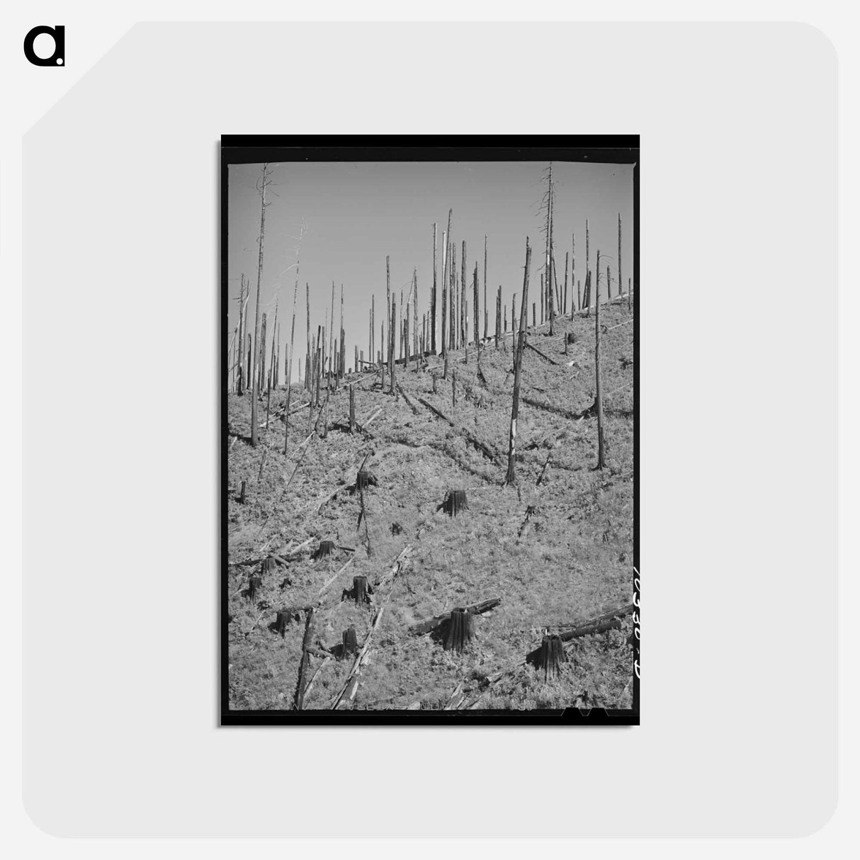アートポストカード-Burned Over Forest Land
 - ラッセル リー Postcard.
