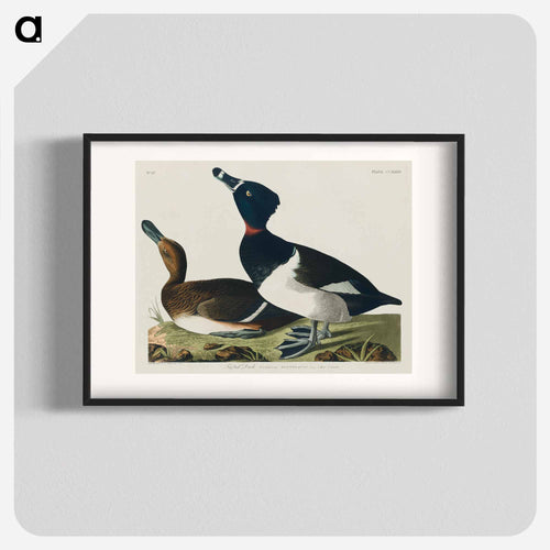Ring-necked Duck from Birds of America
 - アメリカの鳥たち Poster.