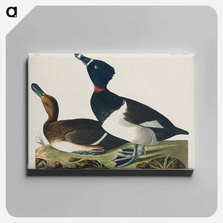 アートパネル-Ring-necked Duck from Birds of America
 - アメリカの鳥たち Canvas.