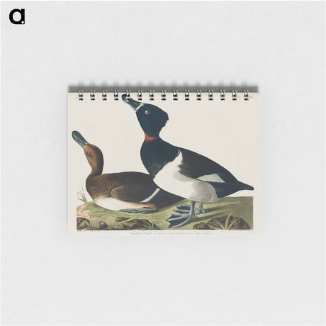 アートメモ帳-Ring-necked Duck from Birds of America
 - アメリカの鳥たち Memo.