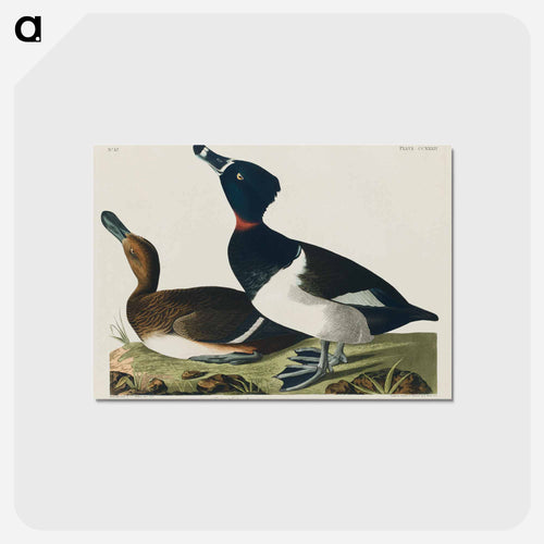 Ring-necked Duck from Birds of America
 - アメリカの鳥たち Postcard.