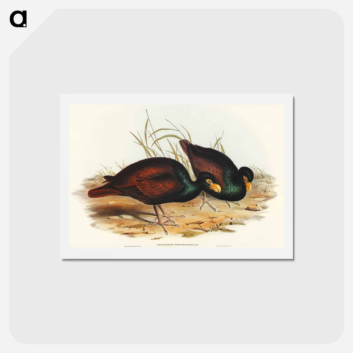 アートポストカード-Gnathodon Strigirostris
 - オーストラリアの鳥 Postcard.