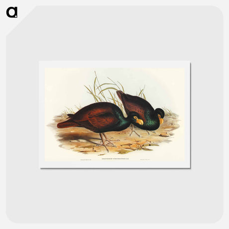 アートポストカード-Gnathodon Strigirostris
 - オーストラリアの鳥 Postcard.
