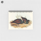 アートメモ帳-Gnathodon Strigirostris
 - オーストラリアの鳥 Memo.