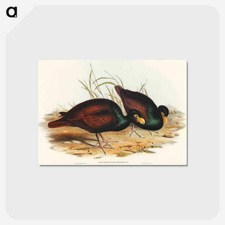 アートポストカード-Gnathodon Strigirostris
 - オーストラリアの鳥 Postcard.