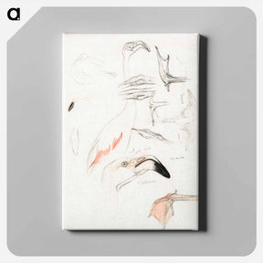 アートパネル-Studies van een flamingo - テオ ヴァン ホイテマ Canvas.