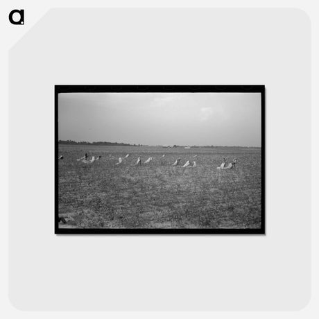 アートポストカード-Lake Dick Cooperative
 - ラッセル リー Postcard.