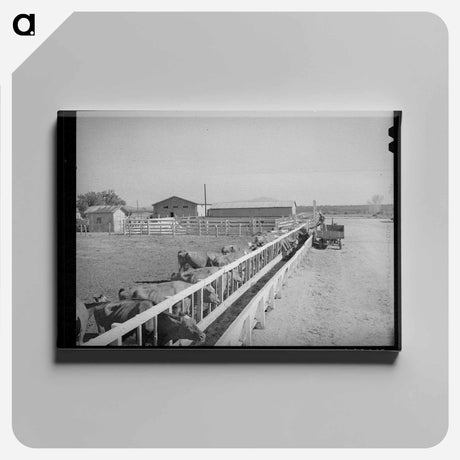 アートパネル-Dairy Cattle at Casa Grande Valley Farms
 - ラッセル リー Canvas.