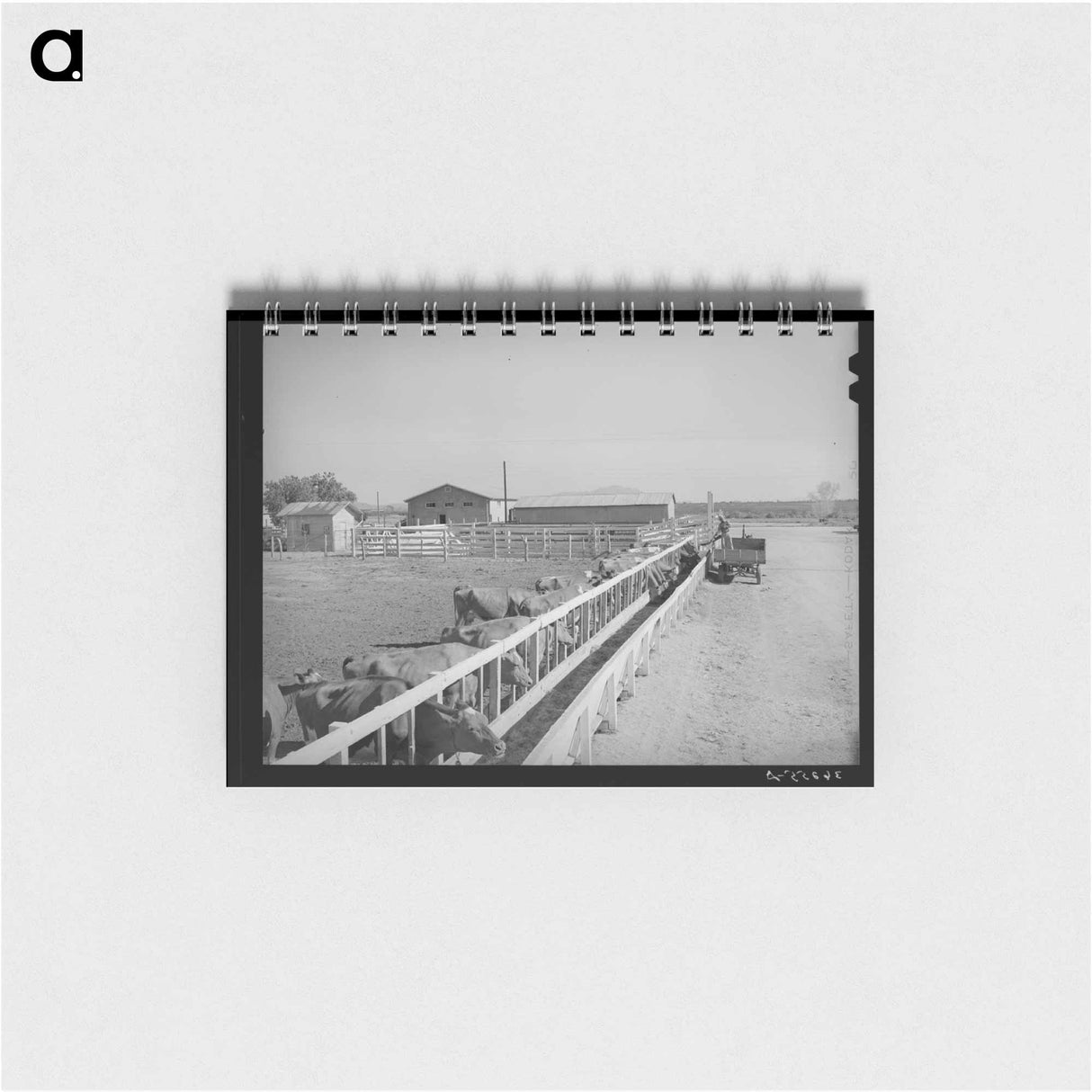 アートメモ帳-Dairy Cattle at Casa Grande Valley Farms
 - ラッセル リー Memo.