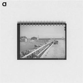 アートメモ帳-Dairy Cattle at Casa Grande Valley Farms
 - ラッセル リー Memo.