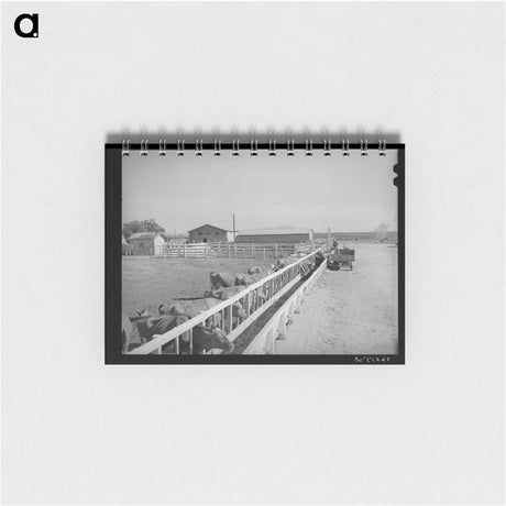アートメモ帳-Dairy Cattle at Casa Grande Valley Farms
 - ラッセル リー Memo.