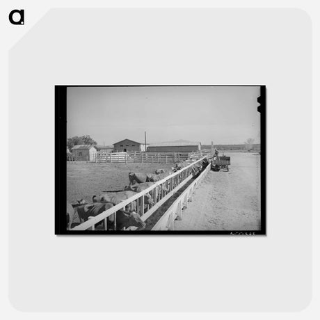 アートポストカード-Dairy Cattle at Casa Grande Valley Farms
 - ラッセル リー Postcard.