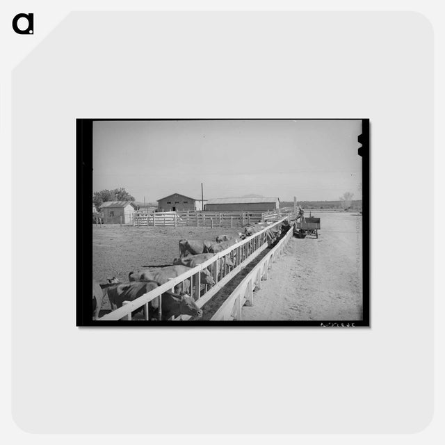アートポストカード-Dairy Cattle at Casa Grande Valley Farms
 - ラッセル リー Postcard.