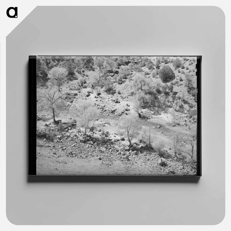 アートパネル-Carrizo Creek Cottonwoods
 - ラッセル リー Canvas.