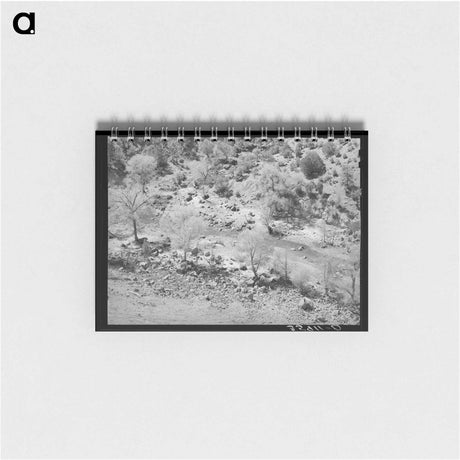 アートメモ帳-Carrizo Creek Cottonwoods
 - ラッセル リー Memo.