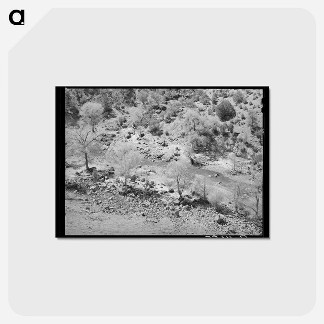 アートポストカード-Carrizo Creek Cottonwoods
 - ラッセル リー Postcard.