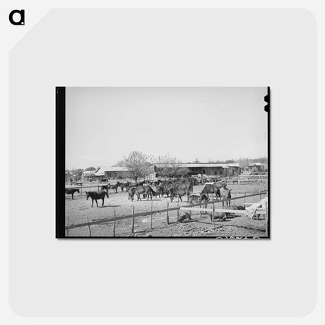 アートポストカード-Mules in Sale Lot
 - ラッセル リー Postcard.
