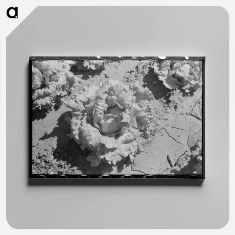 アートパネル-Lettuce Field, Canyon County
 - ラッセル リー Canvas.