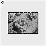 アートポストカード-Lettuce Field, Canyon County
 - ラッセル リー Postcard.