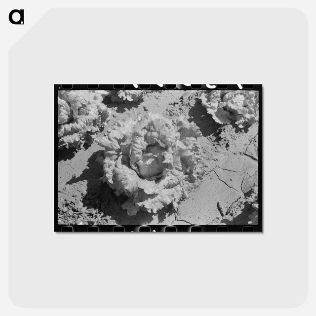 アートポストカード-Lettuce Field, Canyon County
 - ラッセル リー Postcard.