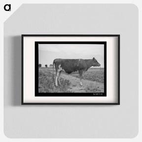 アートポスター-Guernsey Heifer
 - ラッセル リー Poster.