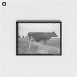 アートメモ帳-Guernsey Heifer
 - ラッセル リー Memo.