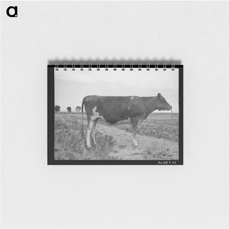 アートメモ帳-Guernsey Heifer
 - ラッセル リー Memo.
