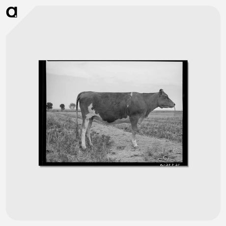 アートポストカード-Guernsey Heifer
 - ラッセル リー Postcard.