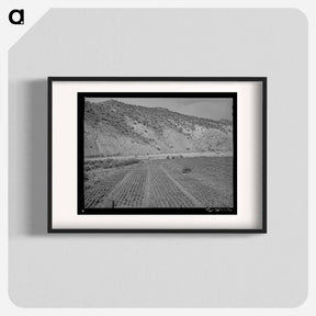 アートポスター-Chili Field, Dixon, New Mexico
 - ラッセル リー Poster.