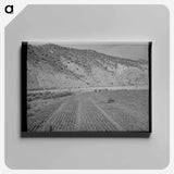 アートパネル-Chili Field, Dixon, New Mexico
 - ラッセル リー Canvas.
