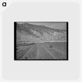 アートポストカード-Chili Field, Dixon, New Mexico
 - ラッセル リー Postcard.