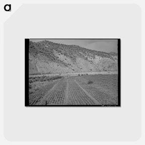 アートポストカード-Chili Field, Dixon, New Mexico
 - ラッセル リー Postcard.