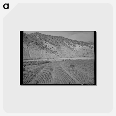 アートポストカード-Chili Field, Dixon, New Mexico
 - ラッセル リー Postcard.