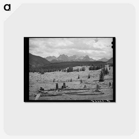 アートポストカード-Deforestation in San Juan County
 - ラッセル リー Postcard.