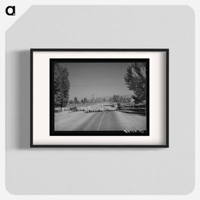 アートポスター-Sheep on Highway 89
 - ラッセル リー Poster.