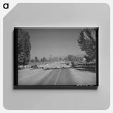 アートパネル-Sheep on Highway 89
 - ラッセル リー Canvas.