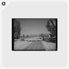 アートポストカード-Sheep on Highway 89
 - ラッセル リー Postcard.