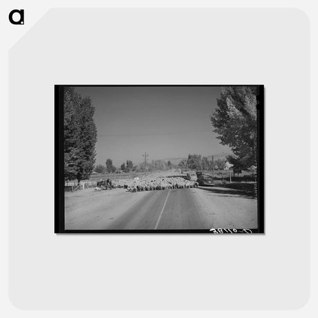 アートポストカード-Sheep on Highway 89
 - ラッセル リー Postcard.