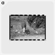 アートポストカード-Child Tending Cows, Penasco, New Mexico
 - ラッセル リー Postcard.