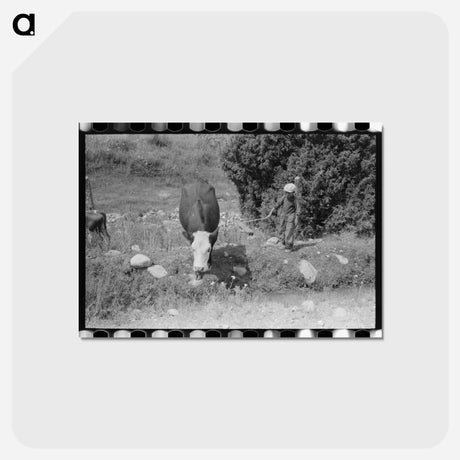 アートポストカード-Child Tending Cows, Penasco, New Mexico
 - ラッセル リー Postcard.
