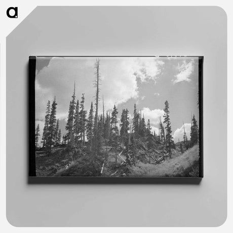 アートパネル-Stand of Pine
 - ラッセル リー Canvas.