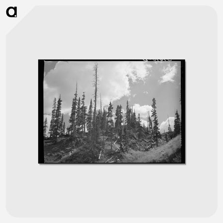 アートポストカード-Stand of Pine
 - ラッセル リー Postcard.