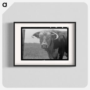 アートポスター-Bull's Head, Cruzen Ranch
 - ラッセル リー Poster.