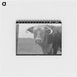 アートメモ帳-Bull's Head, Cruzen Ranch
 - ラッセル リー Memo.