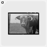 アートポストカード-Bull's Head, Cruzen Ranch
 - ラッセル リー Postcard.