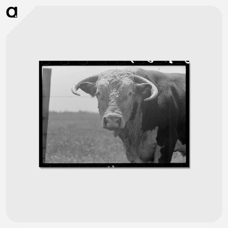 アートポストカード-Bull's Head, Cruzen Ranch
 - ラッセル リー Postcard.