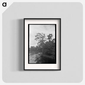 アートポスター-Trees and Moss Along the Bayou
 - ラッセル リー Poster.